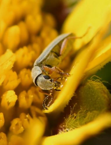 Danacea sp.